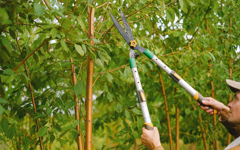 Tree trimming in Sagle, ID